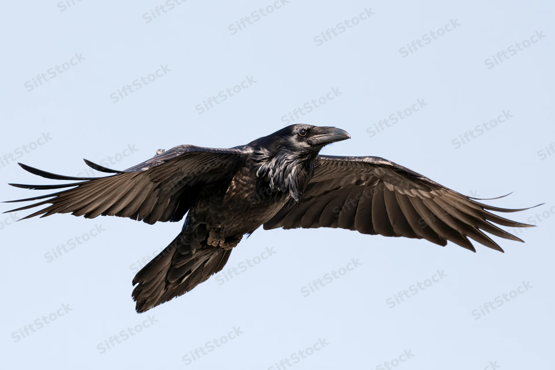 Raven in mid-flight with wings fully spread against a clear sky