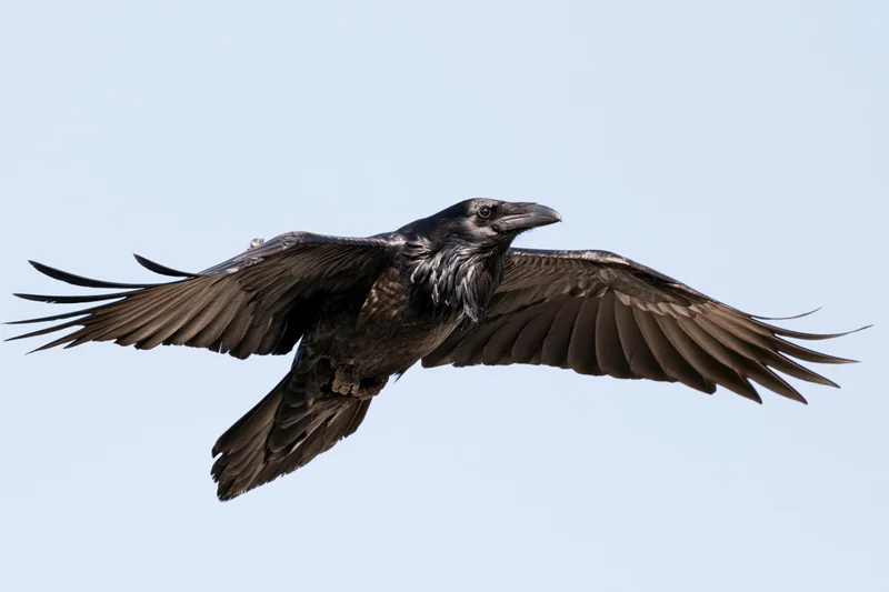 Raven in mid-flight with wings fully spread against a clear sky
