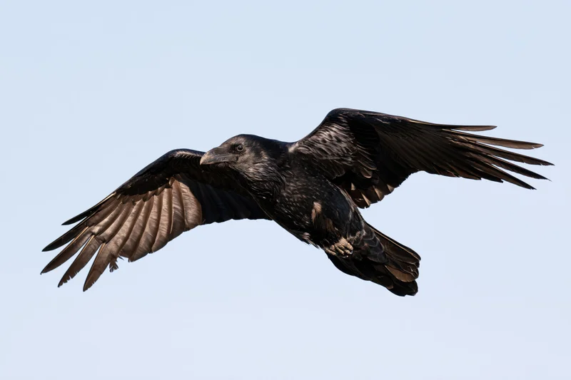 Raven in mid-flight with wings fully spread against a clear blue sky