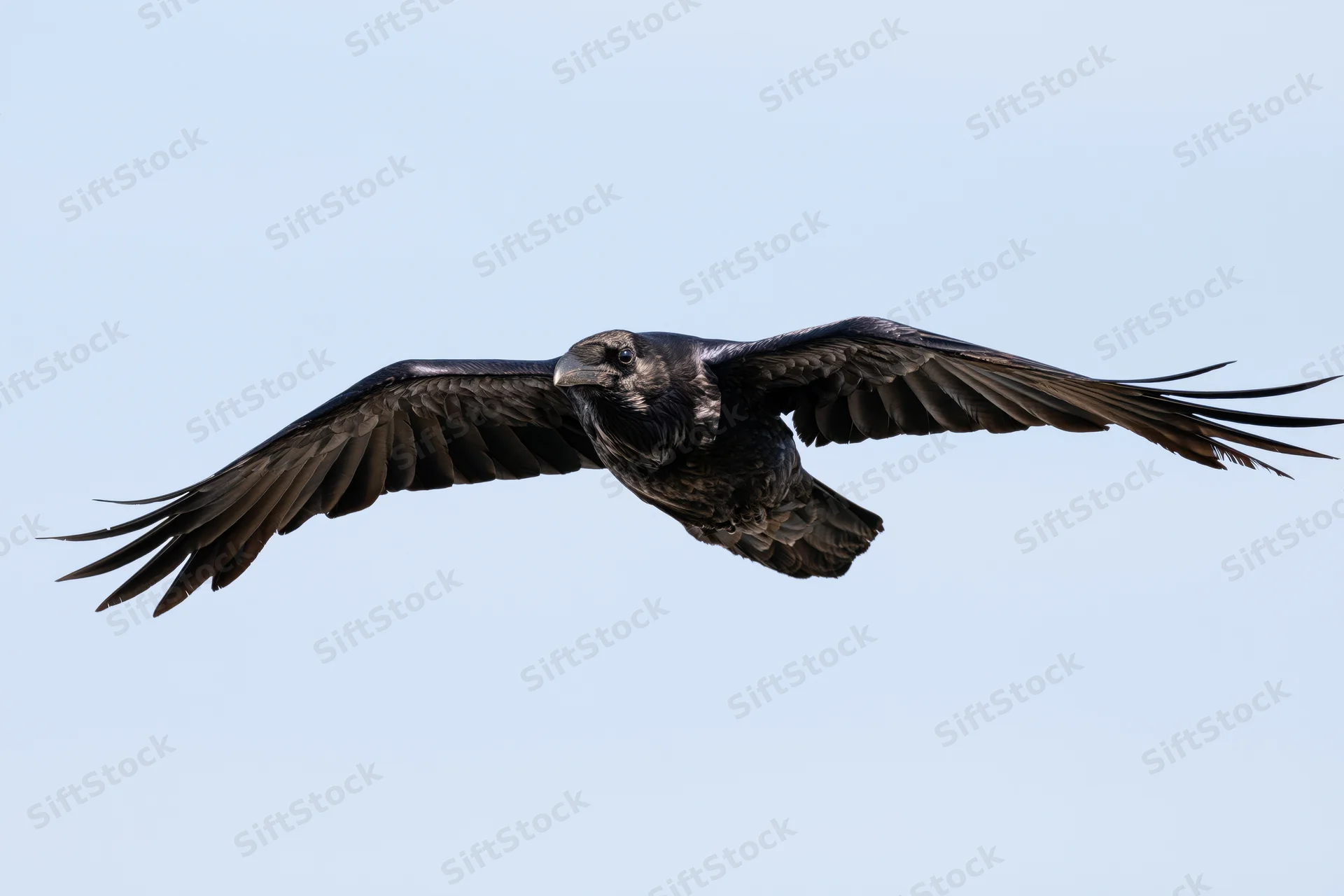 Raven in mid-flight with wings fully spread against a clear sky