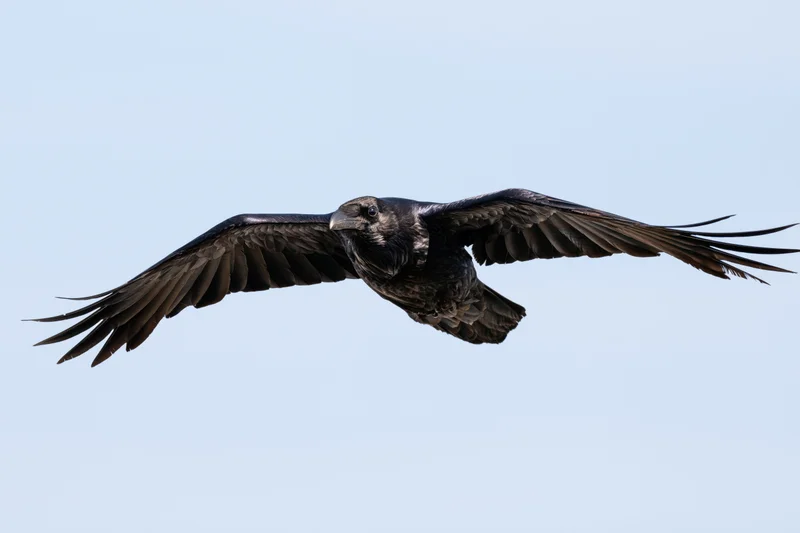 Raven in mid-flight with wings fully spread against a clear sky