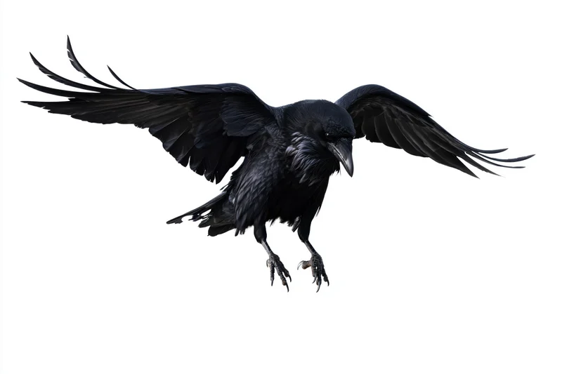 Raven in mid-flight with wings fully spread and talons extended against white background