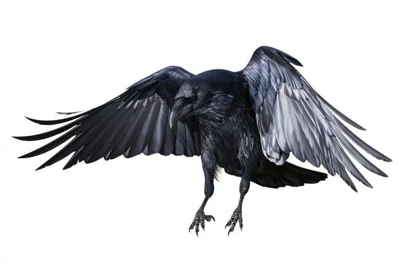 Raven in mid-flight with wings spread and talons extended against white background