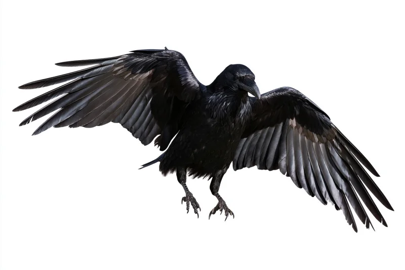 Raven in mid-flight with wings fully spread and talons extended against white background