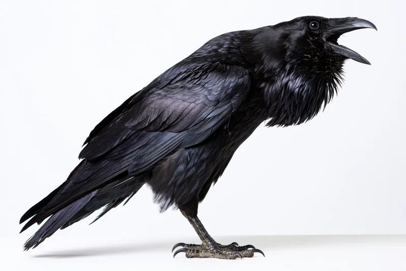 Raven standing with beak open mid-call on white background