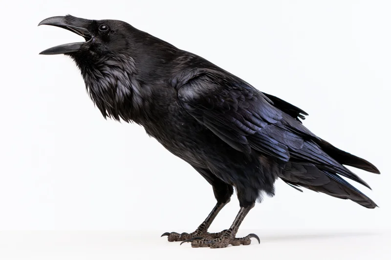 Raven with open beak vocalizing while standing on a white surface