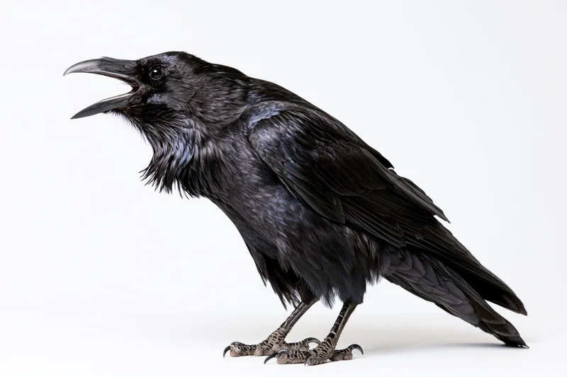 Raven standing with beak open mid-call on white background