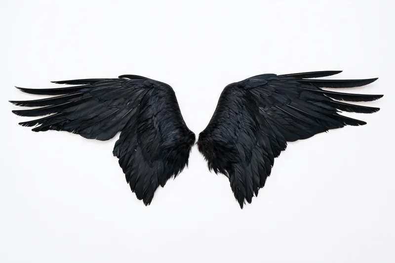 Pair of black bird wings spread symmetrically on white background