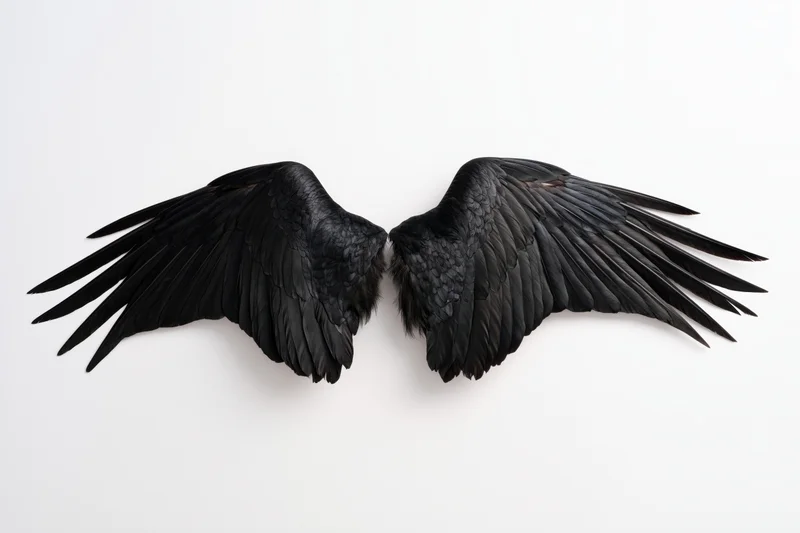Pair of black bird wings spread symmetrically on white background