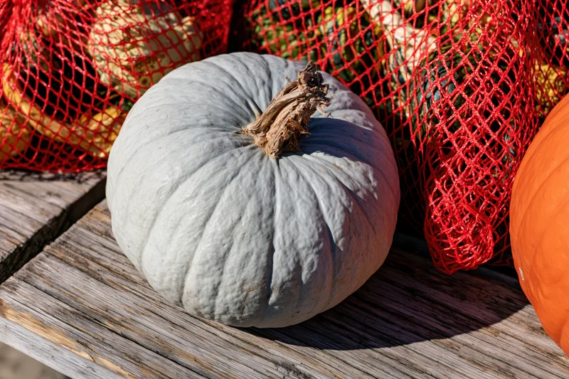 Pale blue-grey pumpkin resting on weathered wooden surface beside red mesh bags of squash