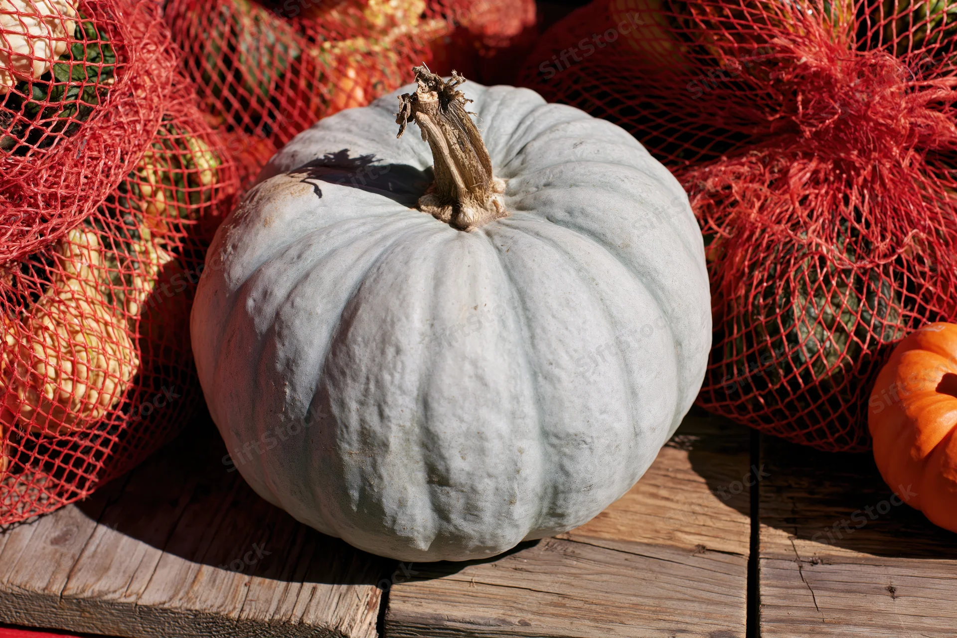 Pale blue-grey pumpkin resting on weathered wooden surface surrounded by red mesh bags of produce