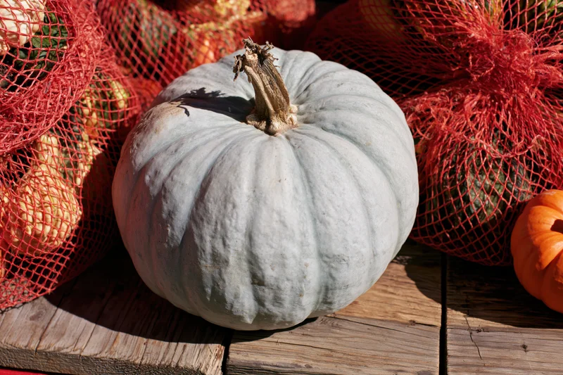 Pale blue-grey pumpkin resting on weathered wooden surface surrounded by red mesh bags of produce