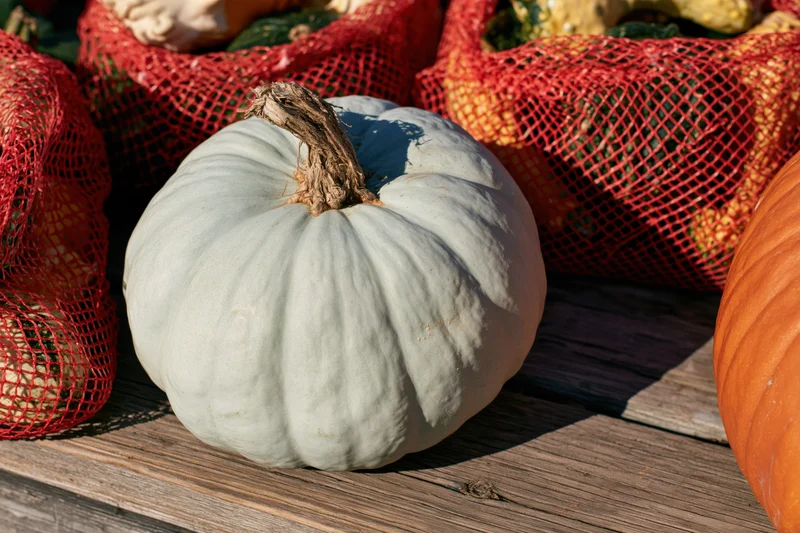 Pale blue-grey pumpkin resting on weathered wooden surface surrounded by red mesh bags of squash