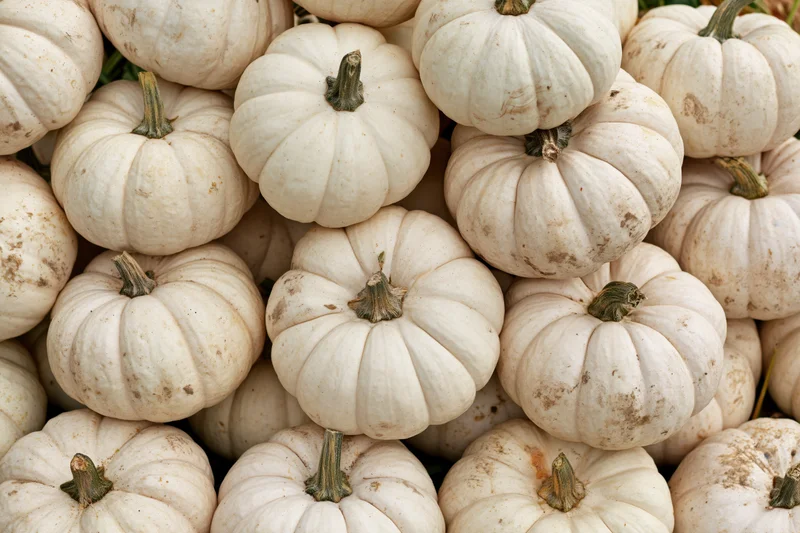 White pumpkins stacked in a pile filling the frame