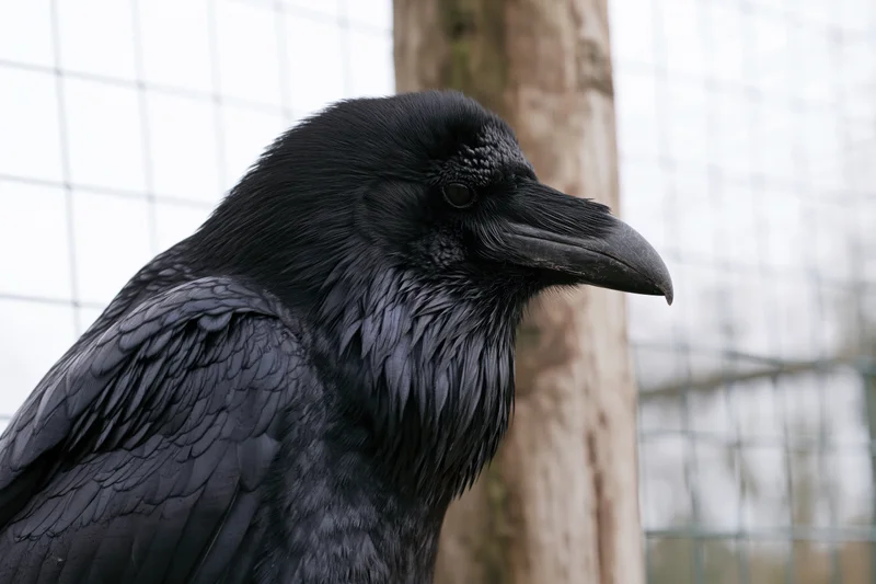 Raven in closeup profile perched near a weathered wooden post in an enclosure