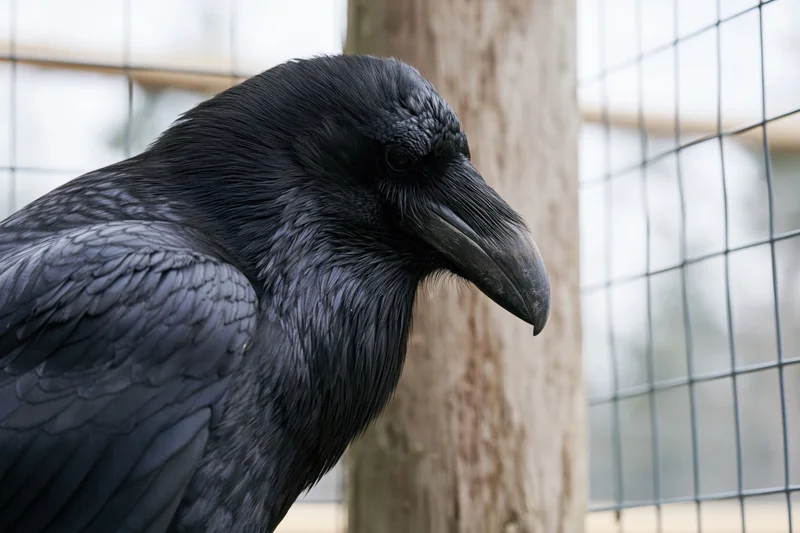 Raven in closeup profile perched near weathered wooden post in wire enclosure