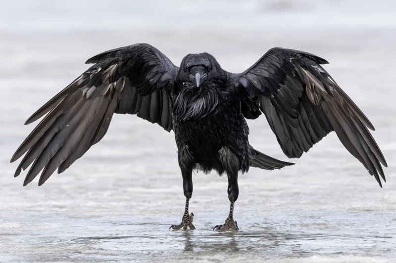 Raven landing with wings spread on frozen lake surface