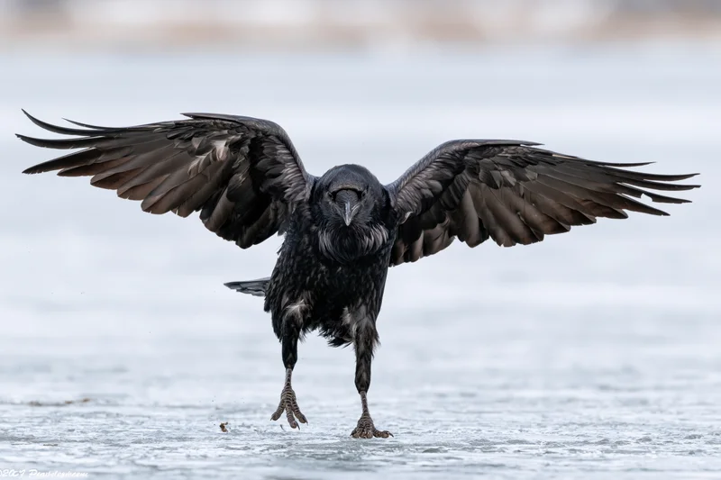 Raven landing with wings spread on frozen lake surface