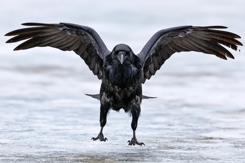 Raven landing with wings spread on frozen lake surface