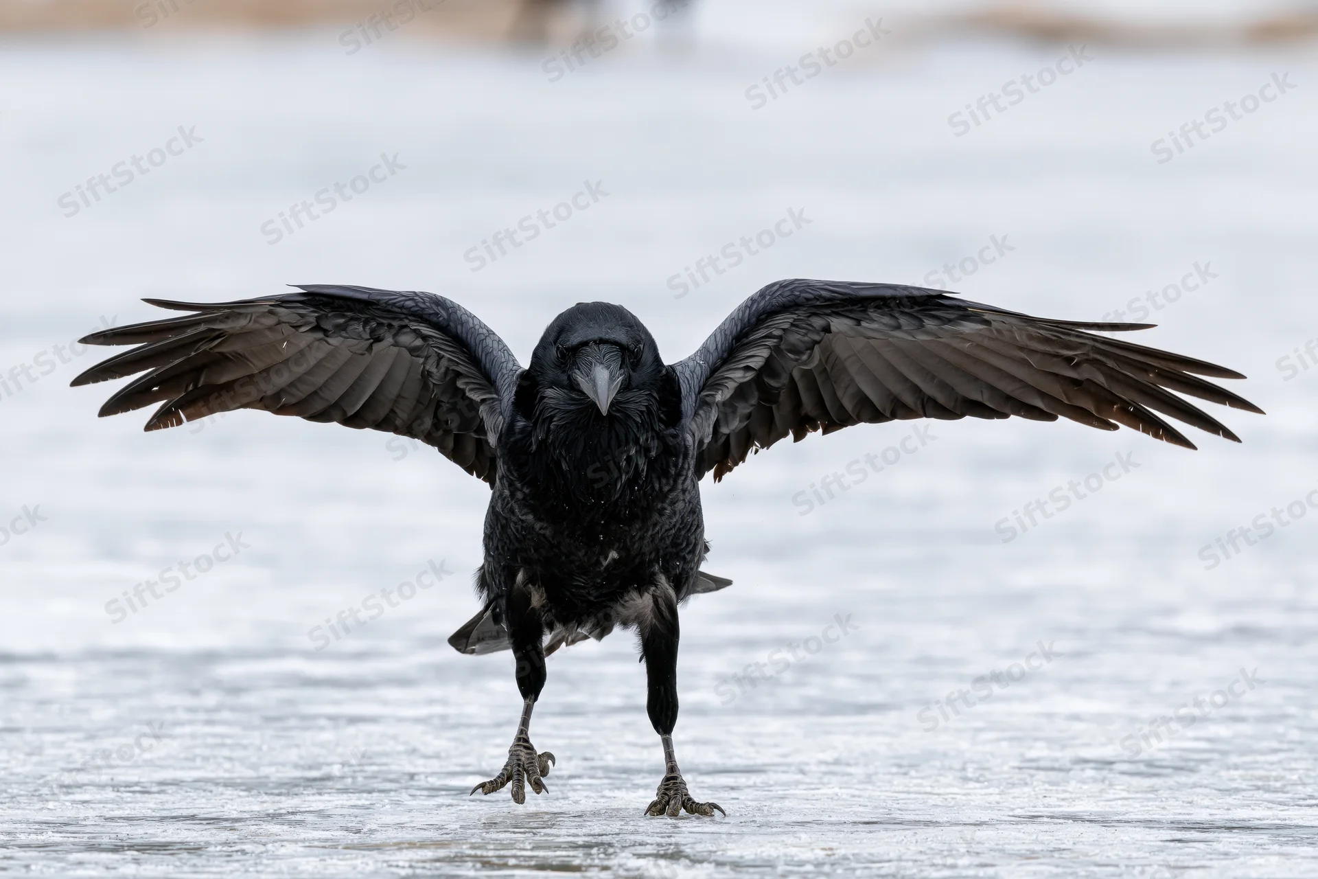 Raven landing with wings spread on frozen lake surface