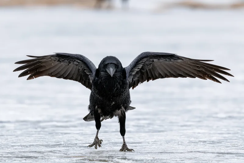 Raven landing with wings spread on frozen lake surface
