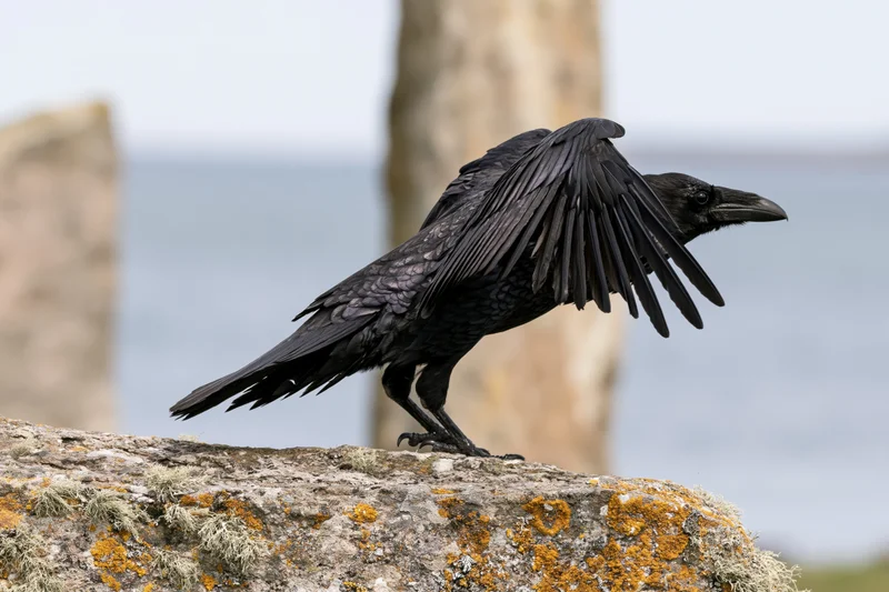Raven launching into flight from a lichen-covered rock by the ocean