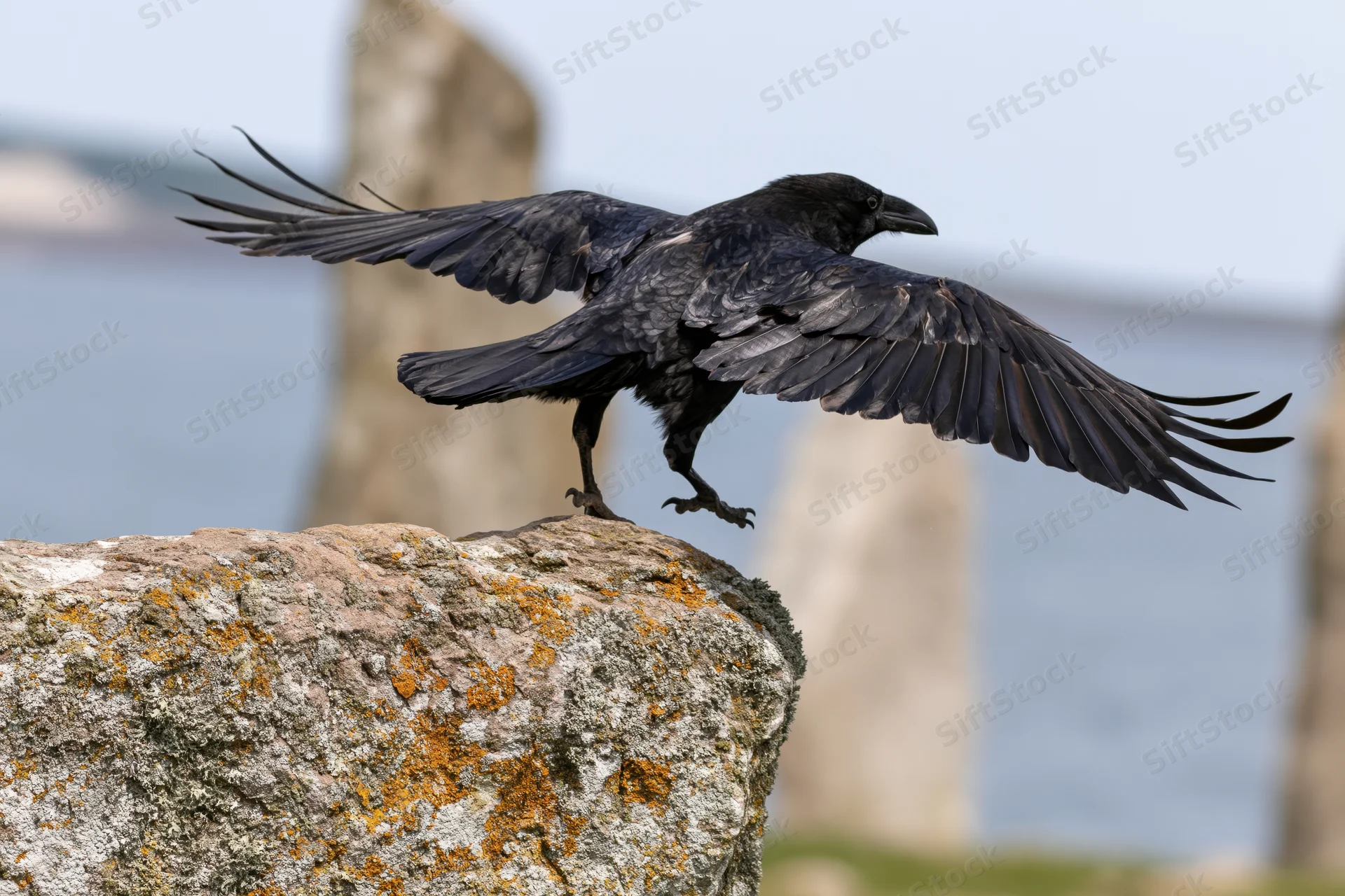 Raven launching into flight from a lichen-covered rock by the sea