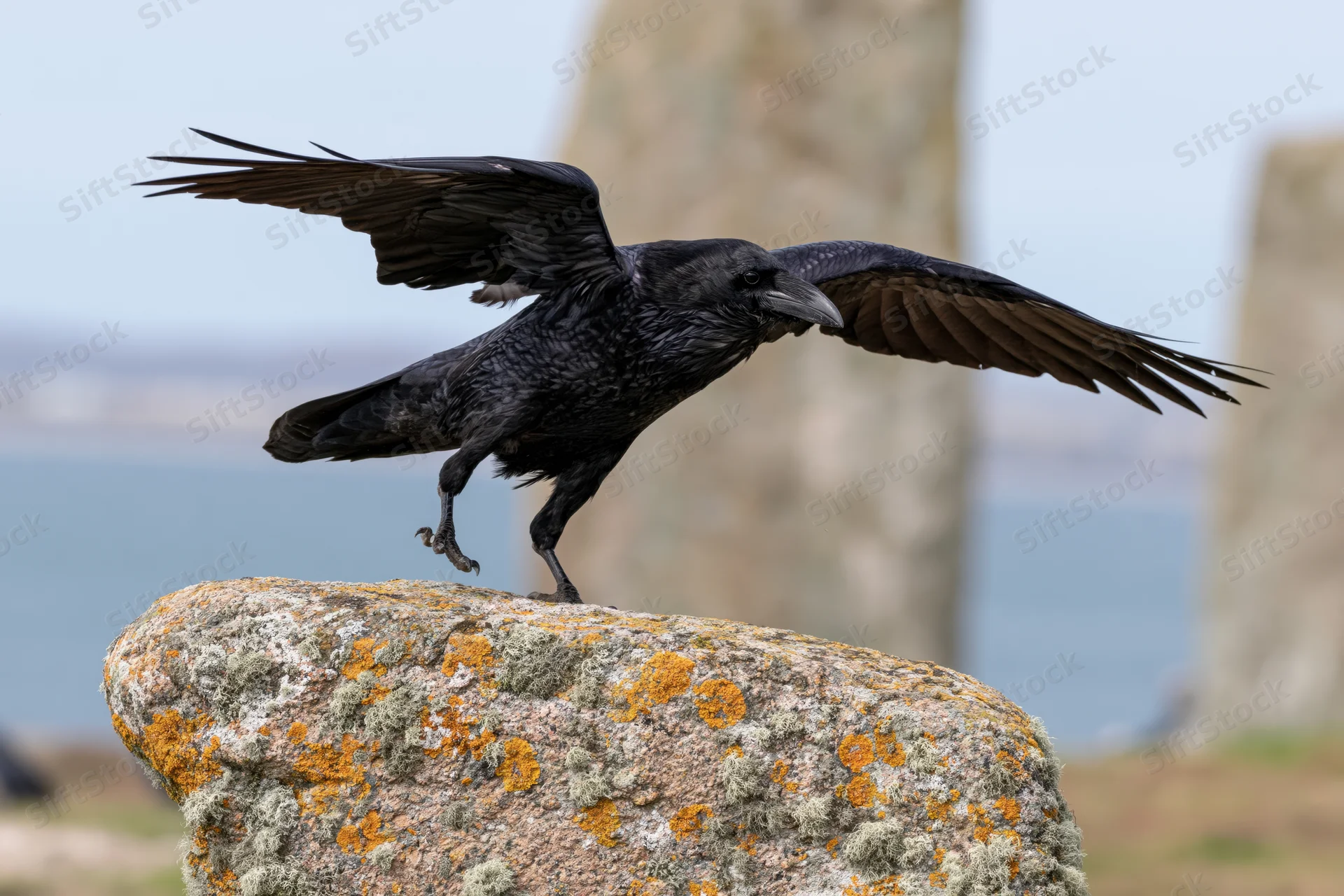 Raven launching into flight from a lichen-covered rock near coastal cliffs