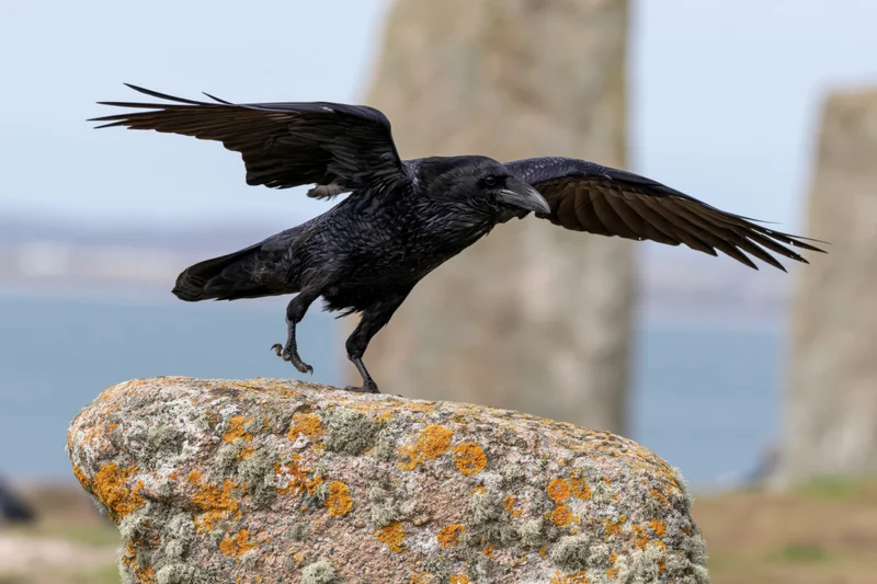 Raven launching into flight from a lichen-covered rock near coastal cliffs