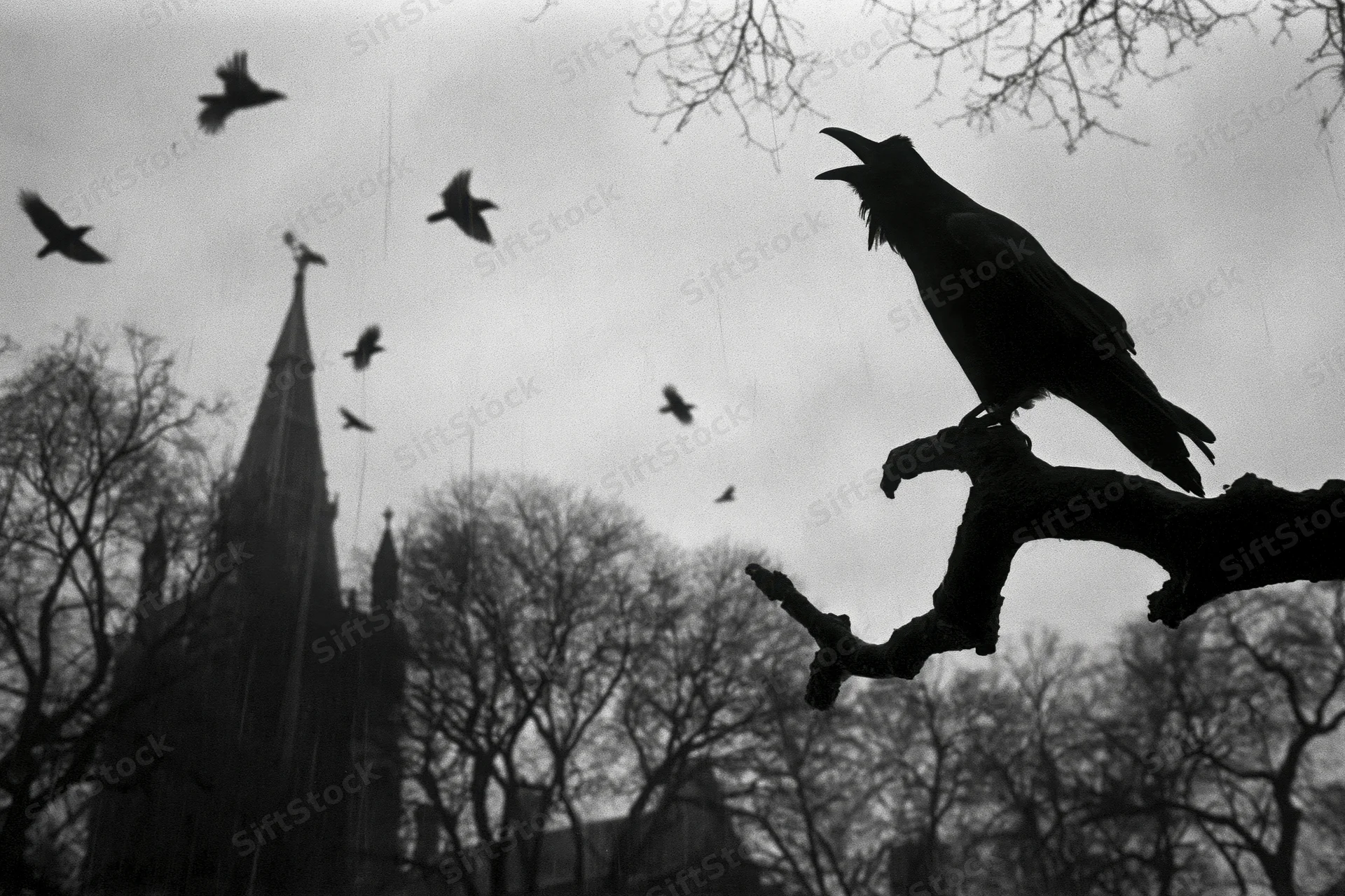 Raven perched on gnarled branch beak open mid-call with flock flying above gothic church spire in overcast winter scene