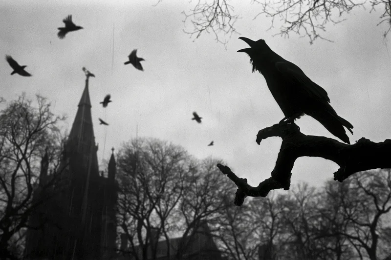 Raven perched on gnarled branch beak open mid-call with flock flying above gothic church spire in overcast winter scene