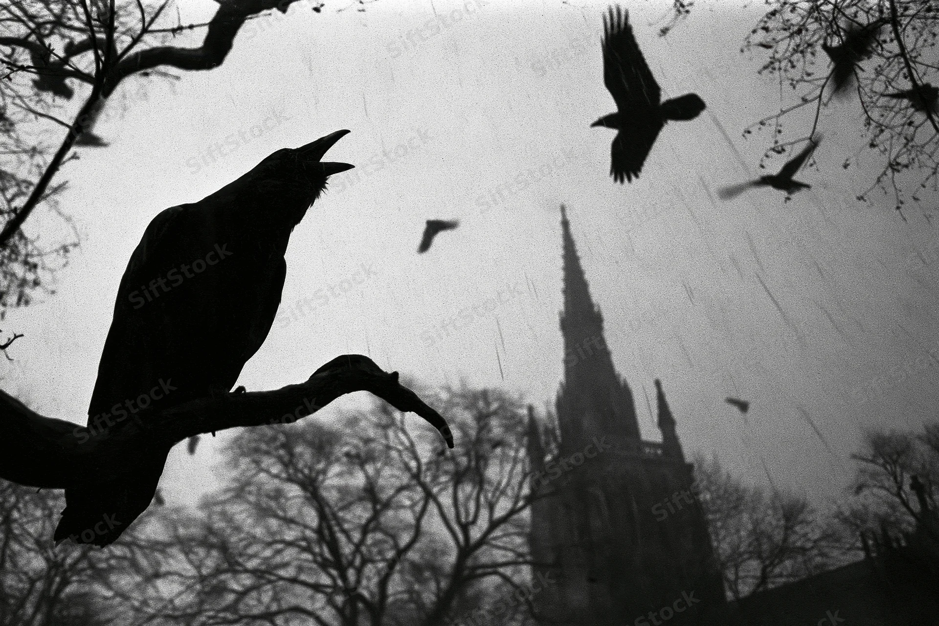 Raven perched on gnarled branch beak open mid-call with church spire in background under rainy sky