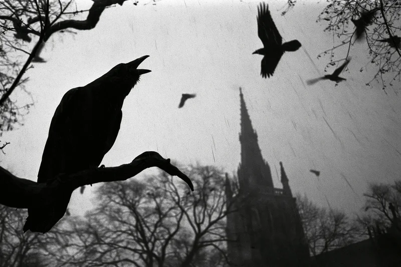 Raven perched on gnarled branch beak open mid-call with church spire in background under rainy sky