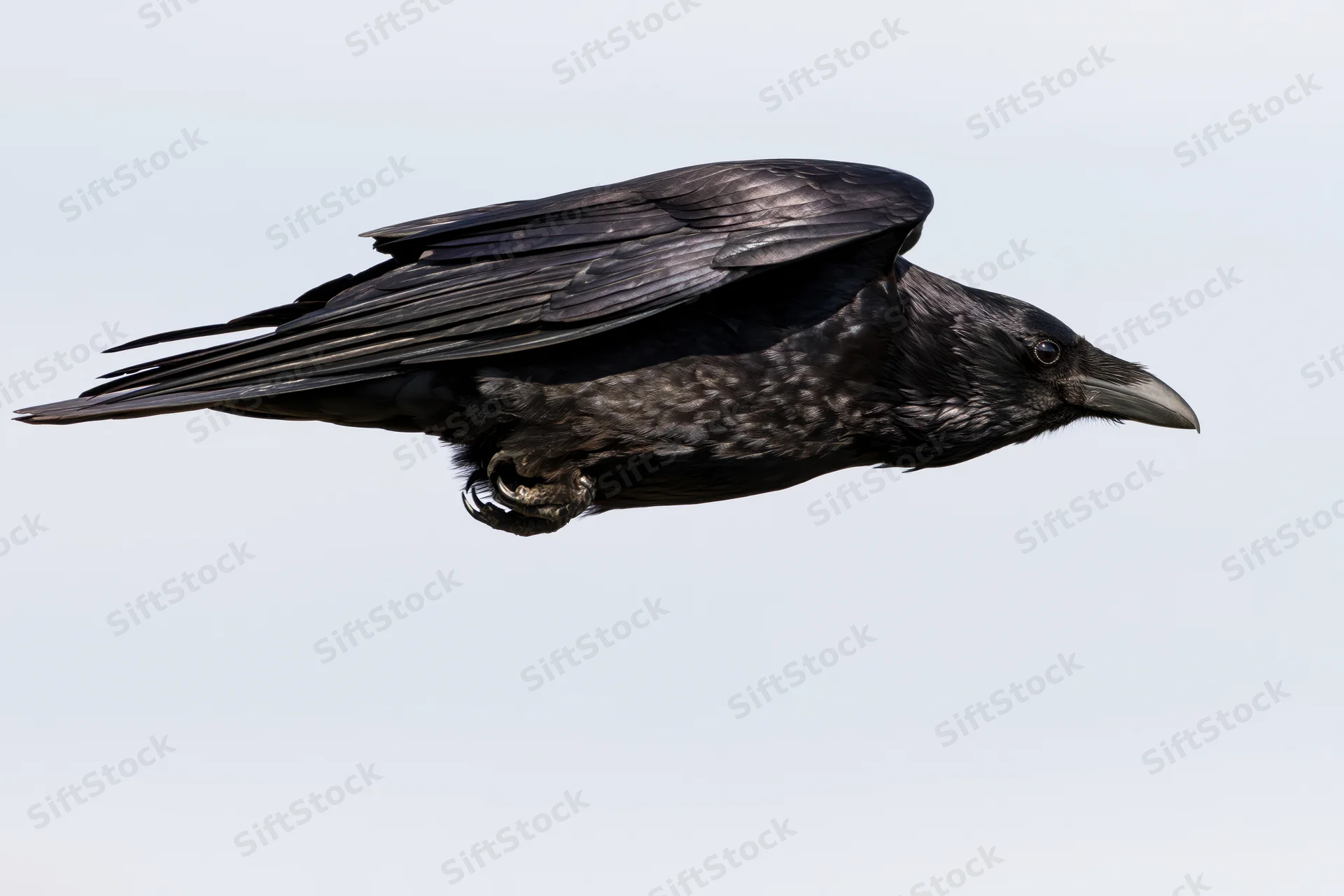Crow in mid-flight with wings partially tucked and body angled against a clear sky