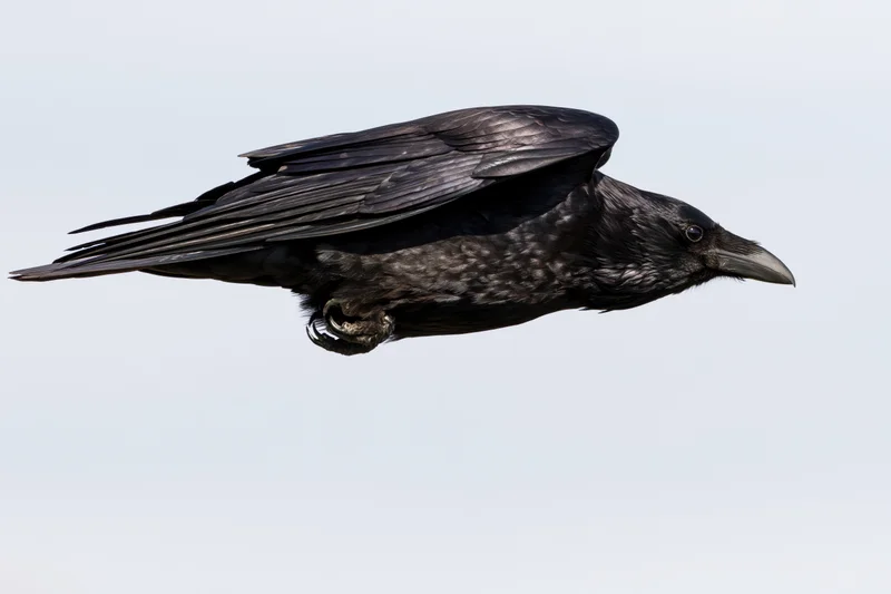 Crow in mid-flight with wings partially tucked and body angled against a clear sky