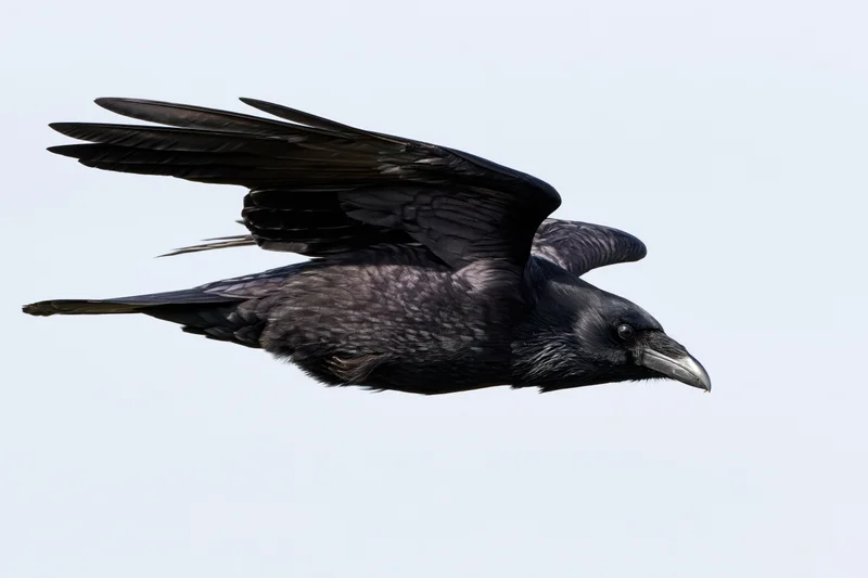 Crow in mid-flight with wings partially tucked and body angled against a light sky background