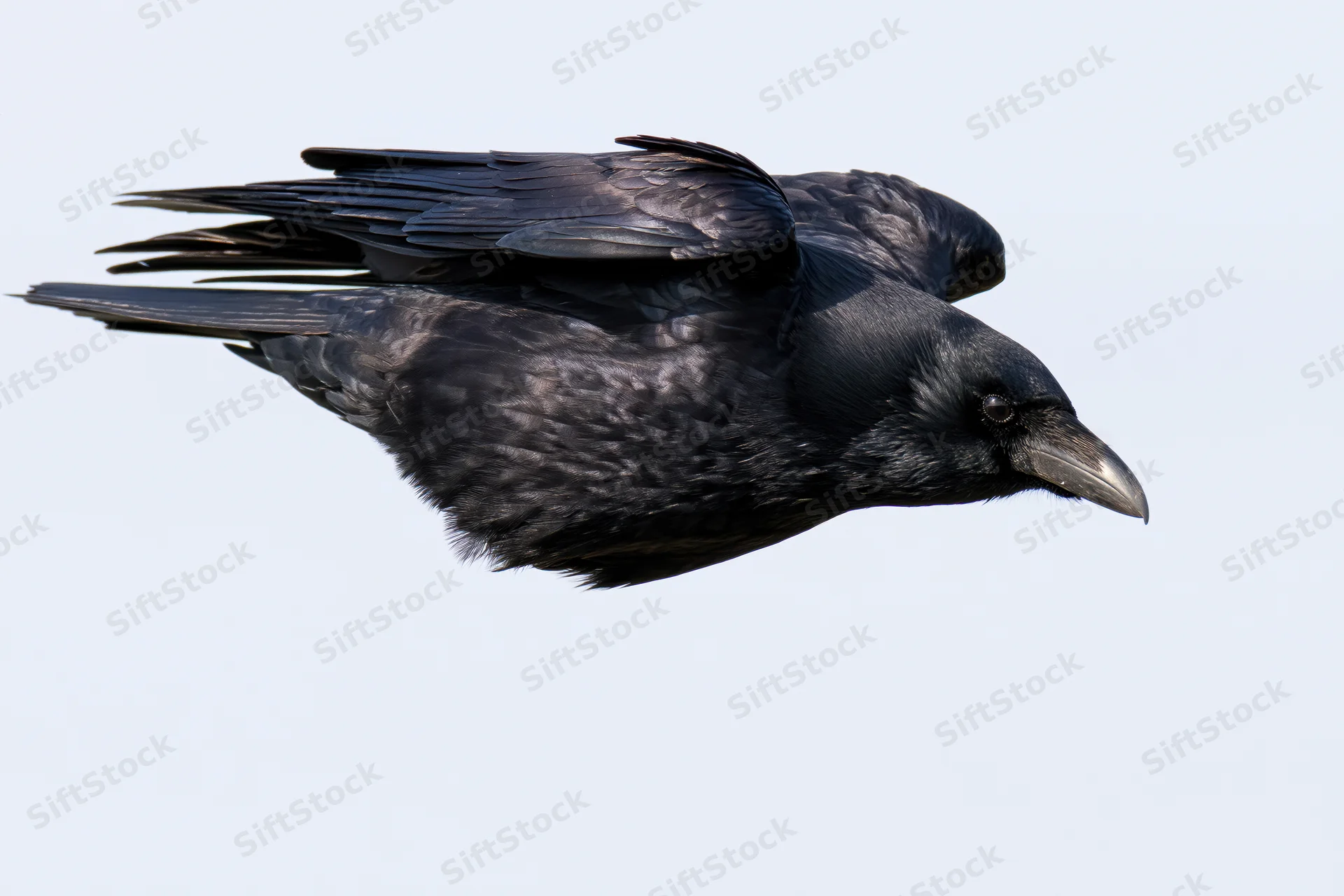 Crow in mid-flight with wings partially tucked against a light sky background