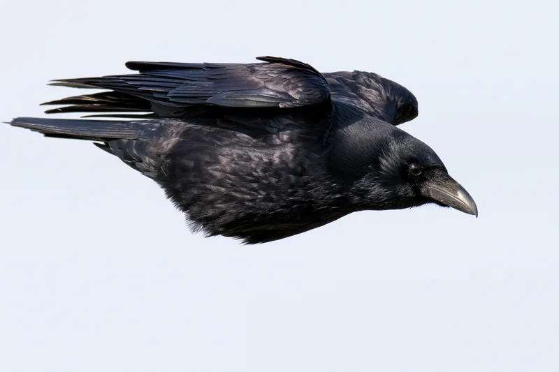Crow in mid-flight with wings partially tucked against a light sky background