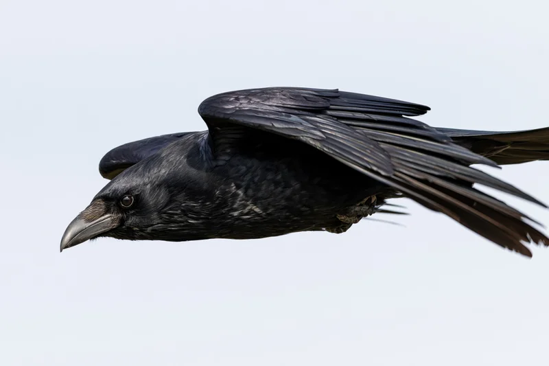 Crow in mid-flight with wings partially tucked and body angled against sky