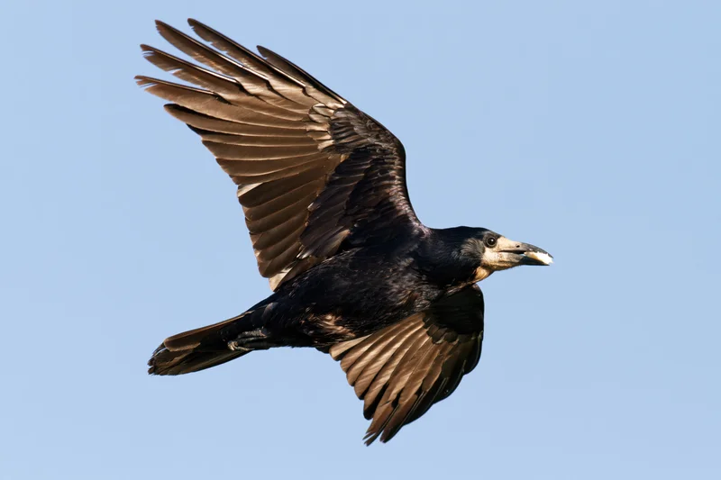 Rook in mid-flight with wings spread carrying small white object against blue sky