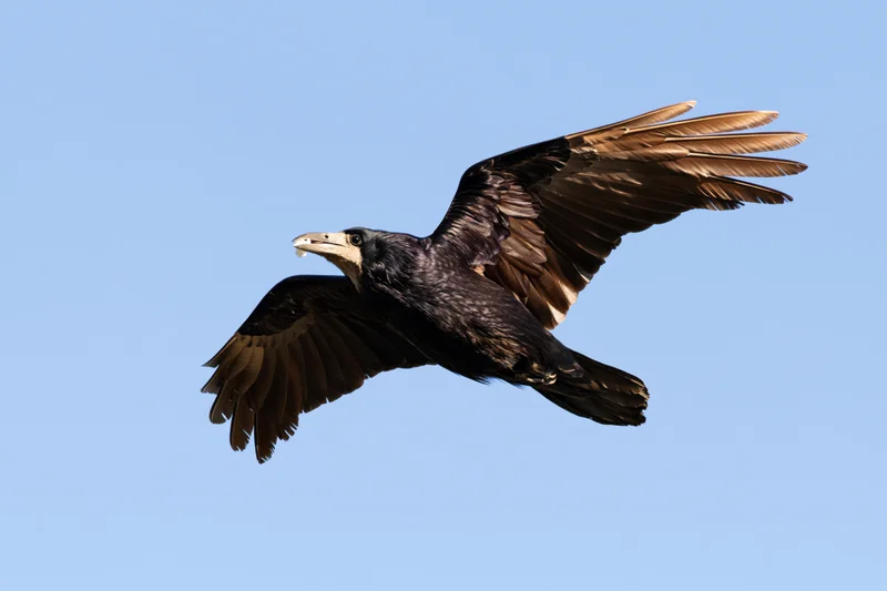 Rook in mid-flight with wings spread against a clear blue sky carrying a small white object in its beak