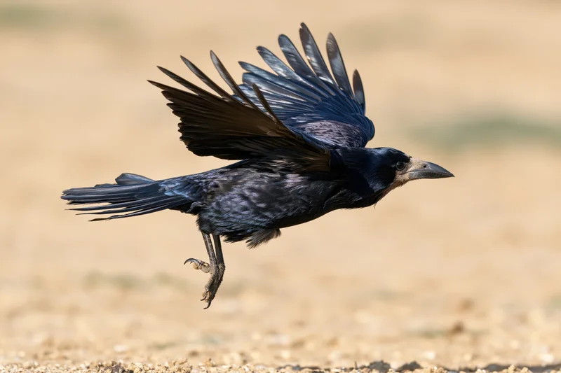 Rook in mid-flight with wings spread above sandy ground