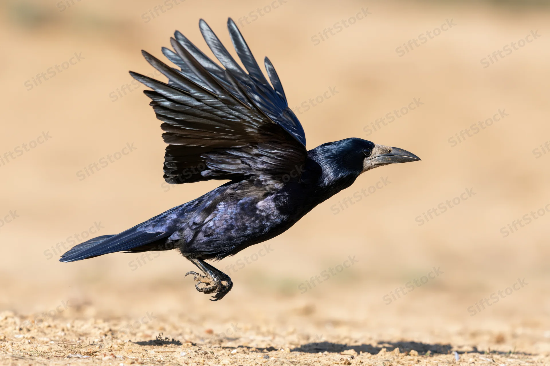 Rook in mid-flight with wings spread above sandy ground