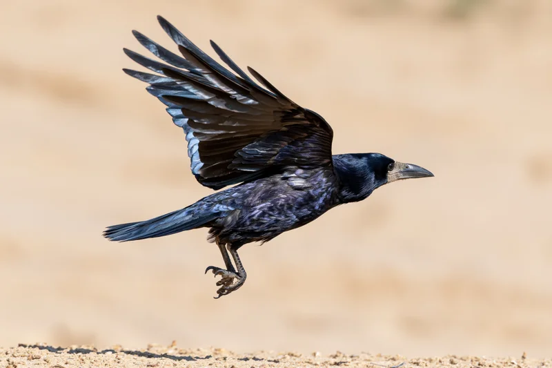 Rook in mid-flight with wings spread landing just above sandy ground