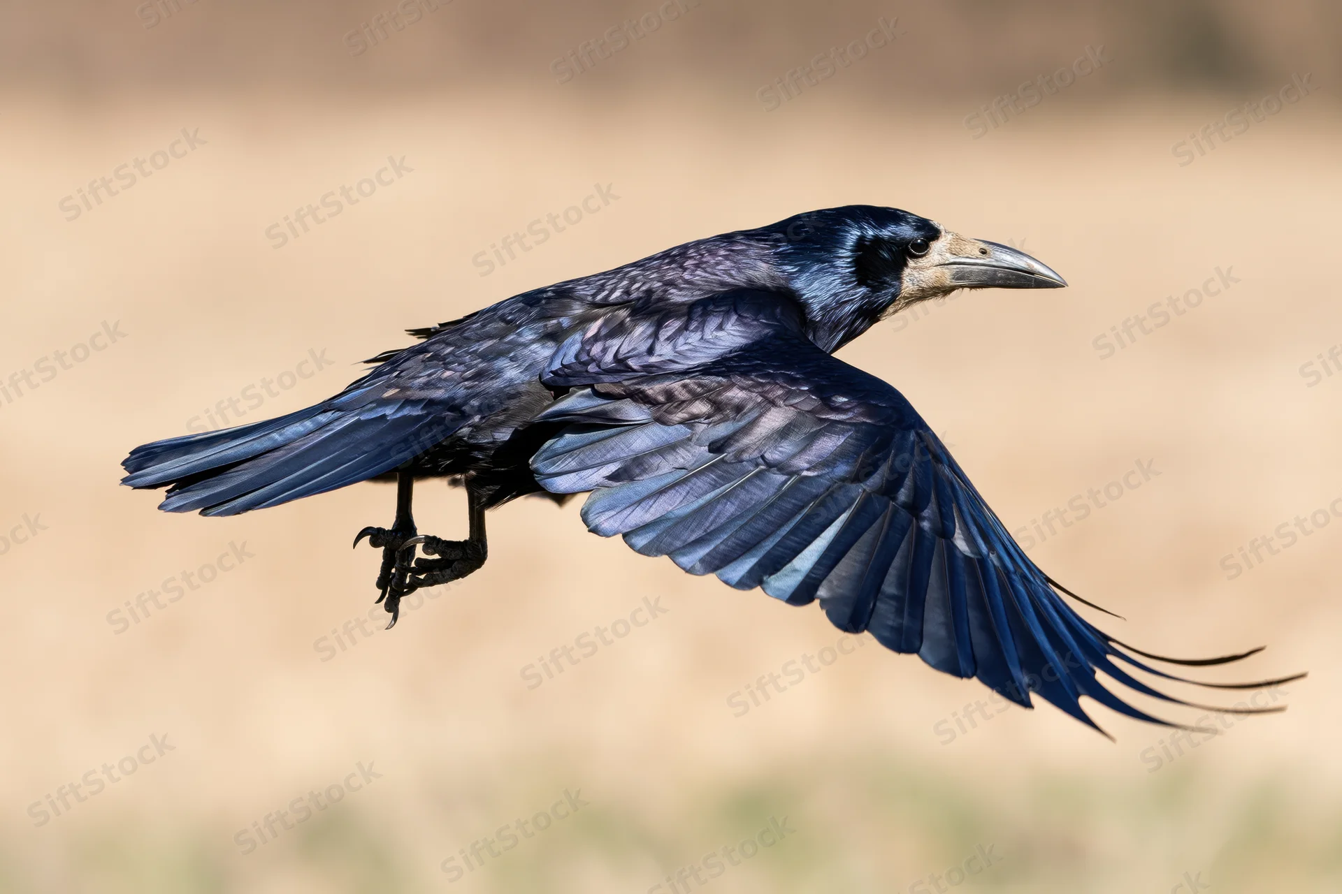 Rook in mid-flight with wings spread low over a field