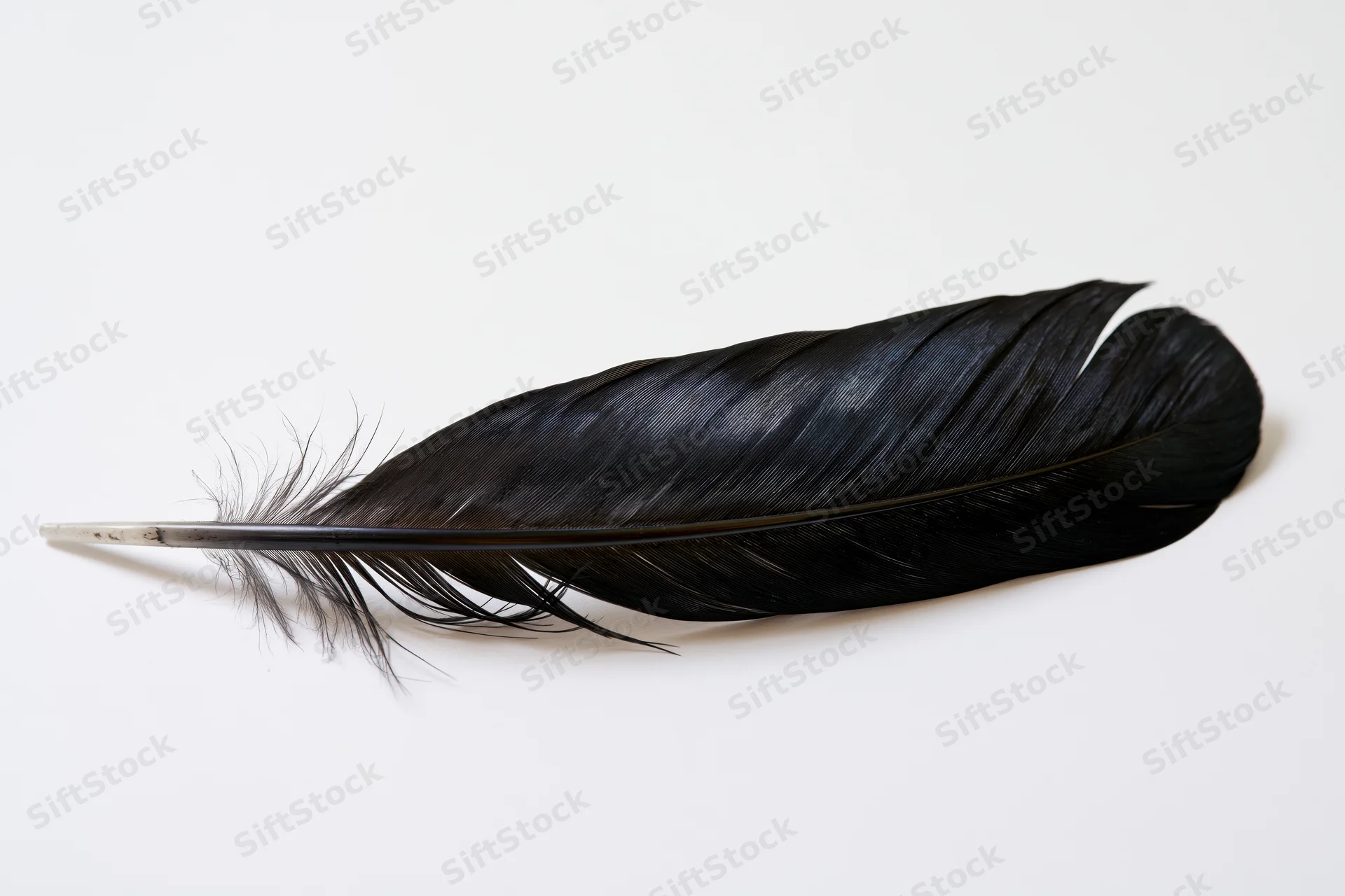 Single black bird feather lying diagonally on white background
