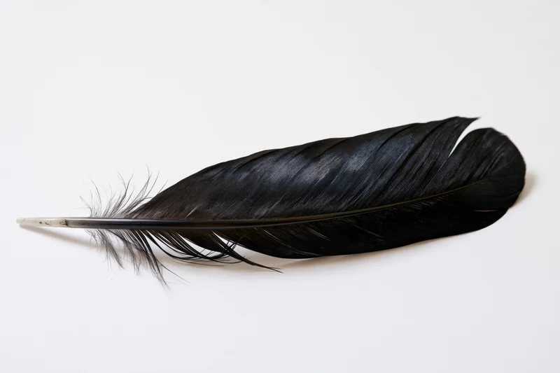 Single black bird feather lying diagonally on white background