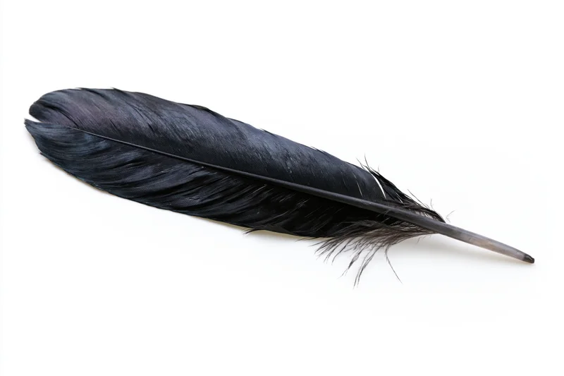 Black bird feather lying diagonally on white background