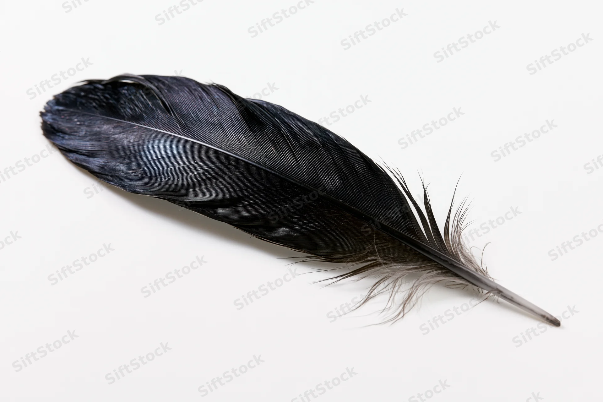 Single black bird feather lying diagonally on white background