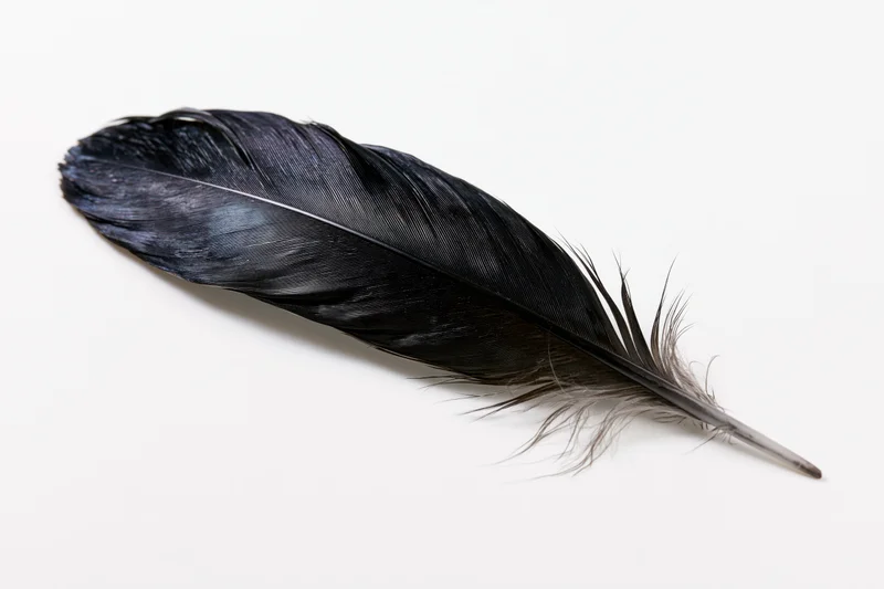 Single black bird feather lying diagonally on white background